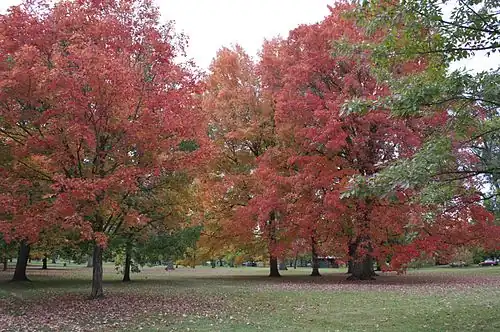 Corbin Park during the fall
