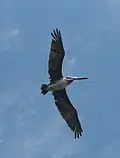 Brown pelican Pelecanus occidentalis