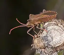 Lateral view, showing the opening of the scent gland.