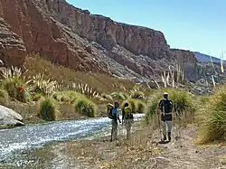 Landscape with rocks, hikers, and pampas grass
