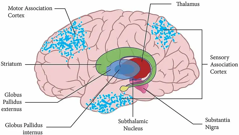 Diagram of the human brain from the left