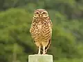 Chouette (burrowing owl) on the island