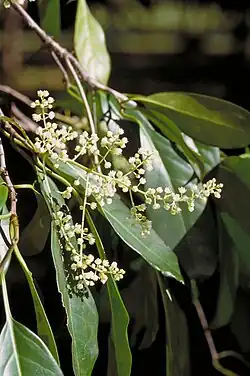C. cribbianus's foliage and inflorescence (flower cluster)