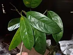 Leaves of Corynocarpus similis.