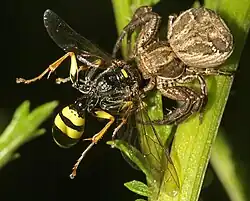 Crab spider, an ambush predator with forward-facing eyes, catching another predator, a field digger wasp