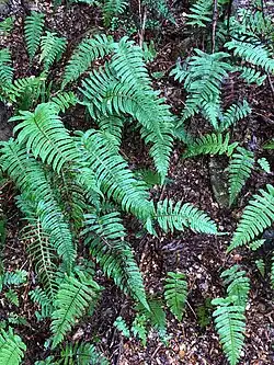 Around twenty ferns over the ground, taken from above