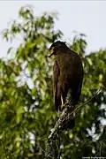 Crested Serpent Eagle at Biligiriranga Hills, Karnataka