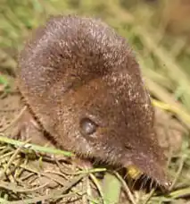 Brown shrew