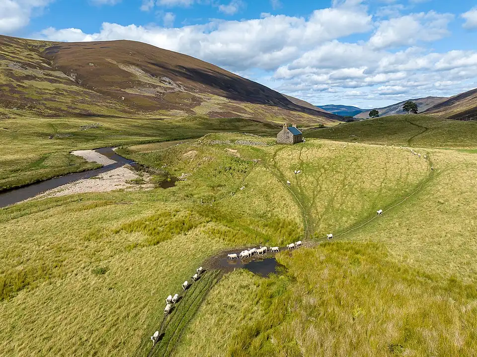 Crofters cottage and sheep, Cairngorms National Park