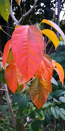 Croton tiglium – autumn leaves, January 2020, Nan Yao Yuan, Jinghong, Xishuangbanna, Yunnan, SW China