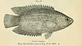 Plate depicting the fish species Ctenopoma kingsleyae - a climbing gourami named for Kingsley