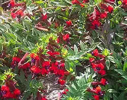 Cuphea llavea 'Tiny Mice'