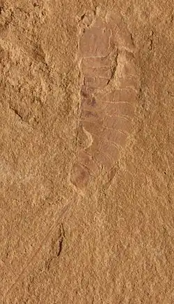 A fossil showing the right side of Cyclopites, an aglaspidid arthropod from the Saint Lawrence Formation in Baraboo.