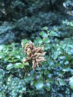 A collection of galls on a beech branch