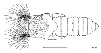 Pupa