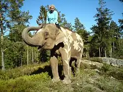 Susie Päivärinta riding the elephant Saonoi at Kolmården Wildlife Park.