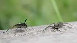 Two lycosid spiders