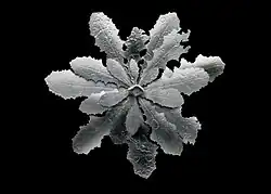 Dandelion Brooch w Auto Glass by Jan Yager