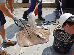A stingray on the deck of a ship, surrounded by other caught fish and fishery workers