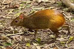 Golden brown agouti