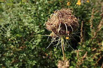 Fruit cluster containing oval fruit with hooked spines
