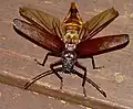 Macrotoma natala