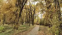 Cottonwood trees in fall colors along the river walk.