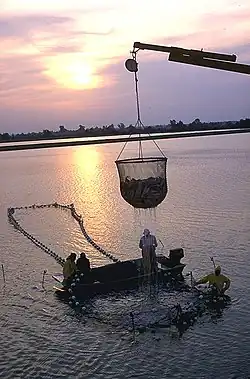 Photo of dripping, cup-shaped net, approximately 6 feet (1.8&nbsp;m) in diameter and equally tall, half-full of fish, suspended from crane boom, with four workers on and around larger, ring-shaped structure in water
