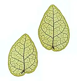 Nature printed leaves, showing shape and venation