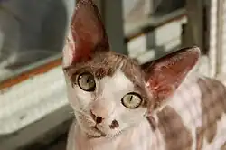 A Devon Rex with white spotting on a chocolate coat