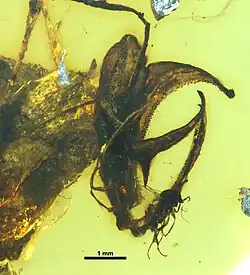 Dhagnathos autokrator