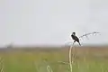 Dickcissel (Spiza americana), Attwater Prairie Chicken National Wildlife Refuge