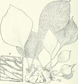 Drawing of spindle-shaped, undivided fern fronds with enlargement of netted veins underneath covered in sori