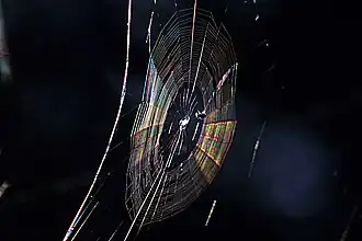 Colors seen in a spider web are partially due to diffraction, according to some analyses.[24]