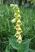 Big-flowered foxglove towards the Spitzkoepfe&nbsp;[fr].