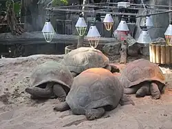 Aldabra giant tortoises