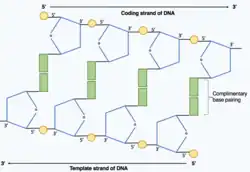 Shows the two polynucleotide strands within the DNA molecule joined by hydrogen bonds between complementary base pairs. One strand runs in the 5' to 3' direction and the complementary strands runs in the opposite direction 3' to 5' as it is antiparallel.