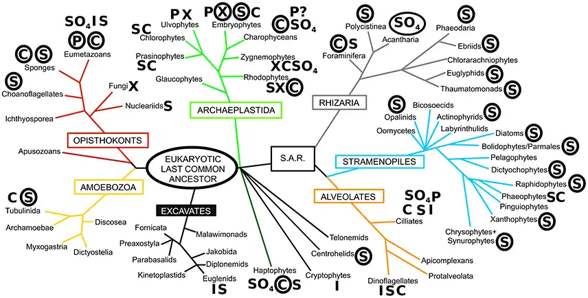 Diversity of biomineralization across the eukaryotes[56] The phylogeny shown in this diagram is based on Adl et al. (2012),[81] with major eukaryotic supergroups named in boxes. Letters next to taxon names denote the presence of biomineralization, with circled letters indicating the prominent and widespread use of that biomineral. S, silica; C, calcium carbonate; P, calcium phosphate; I, iron (magnetite/goethite); X, calcium oxalate; SO4, sulfates (calcium/barium/strontium), ? denotes uncertainty in the report.[82][83][25][50][47][84]