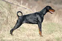 Dobermann