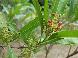 Jamaica dogwood (Dodonaea viscosa)