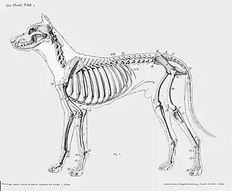 Image 33Lateral view of a dog skeleton (from Dog anatomy)