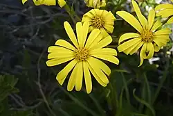 A few prominent yellow capitulum (flowerheads) against a dark green background