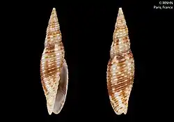 Photograph of the front a d back of a Domiporta lichtlei shell