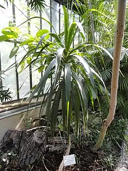 Dracaena concinna specimen in the Jardin Botanique de Lyon, Parc de la Tête d'Or, Lyon, France
