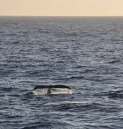 Humpback whales are a common sight in the Drake Passage