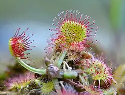 Close-up of a green and pink carnivorous plant File:SphagnumFallax.jpg