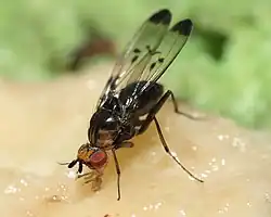 D. silvestris (Hawaiian picture-wing Drosophila)