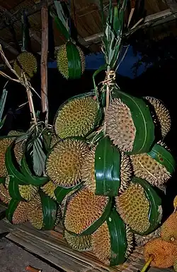 Local cultivar in Cigudeg, Bogor, West Java