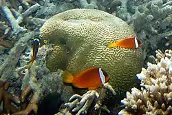 A.&nbsp;barberi (Barber's anemonefish)
