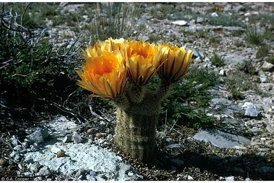 Texas Rainbow Cactus